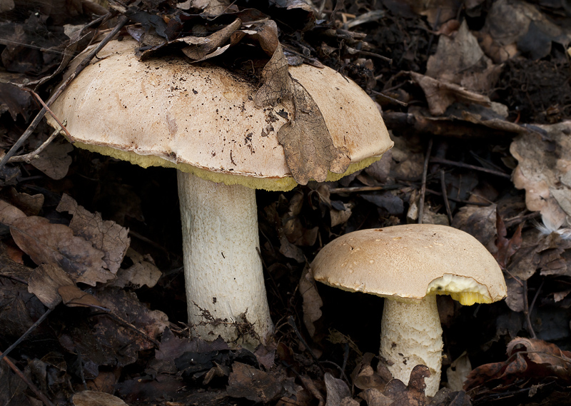 Hemileccinum impolitum